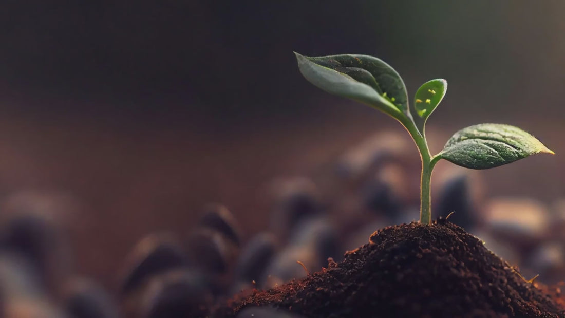 Încarcă clipul video: Pronat - Iubește sănătatea