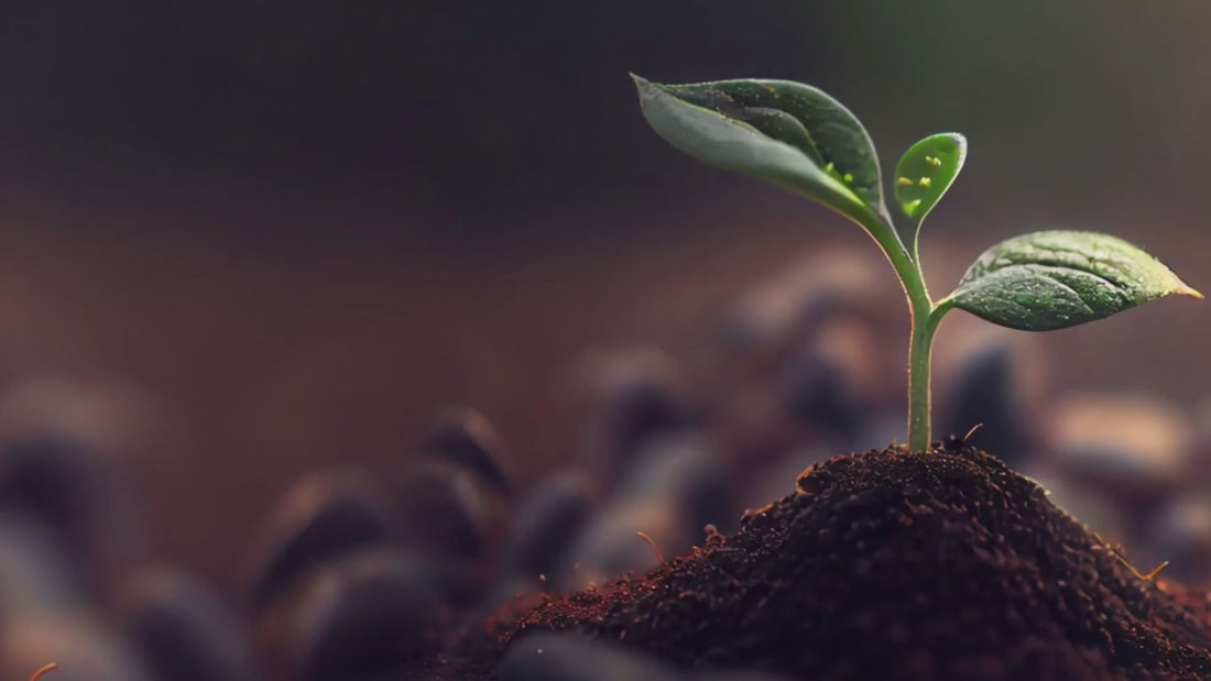 Încarcă clipul video: Pronat - Iubește sănătatea